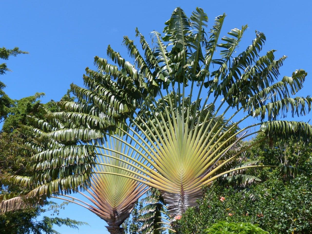 Cestovatelská palma 12