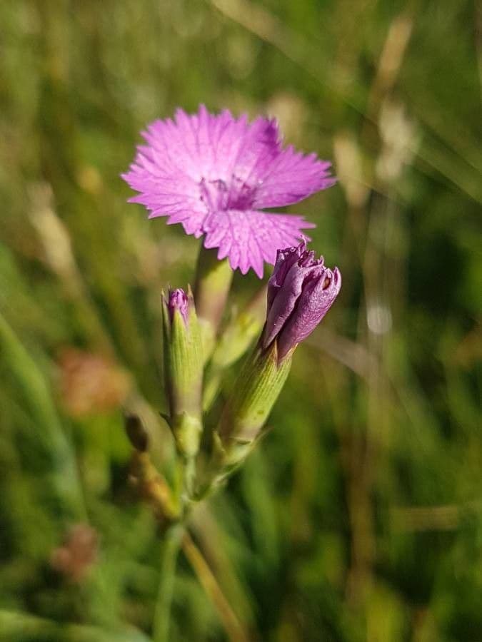 Heide-Nelke 27
