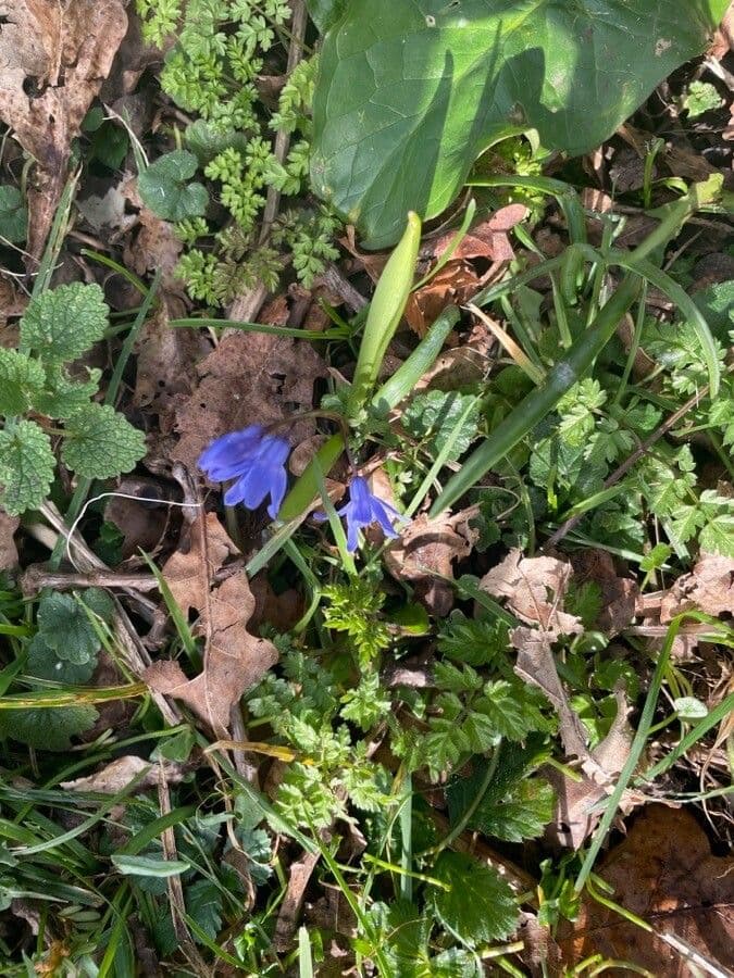 Scilla Forbesa 6