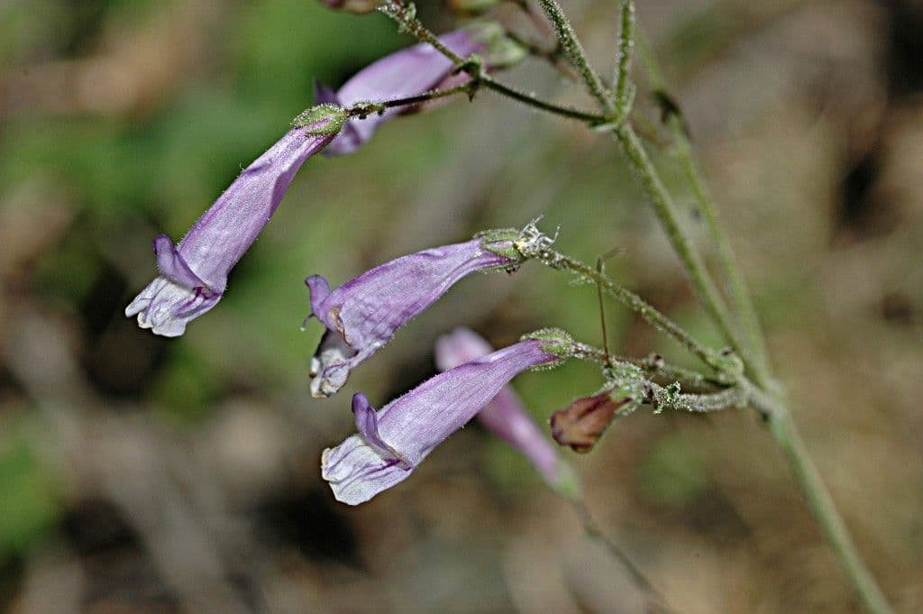 Penstemon 2