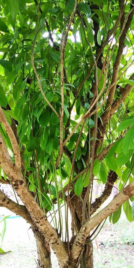 Baccaurea 7
