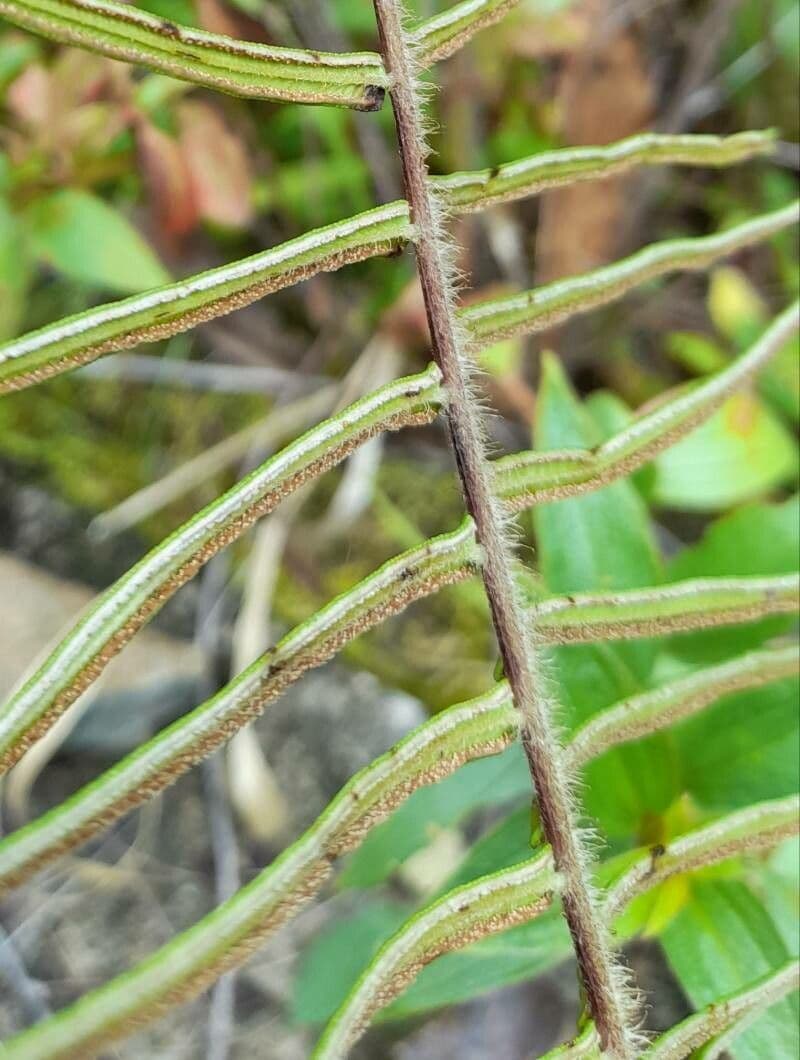 Pteris longifolia
