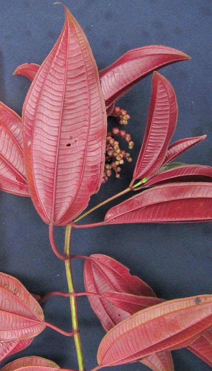 Miconia 5