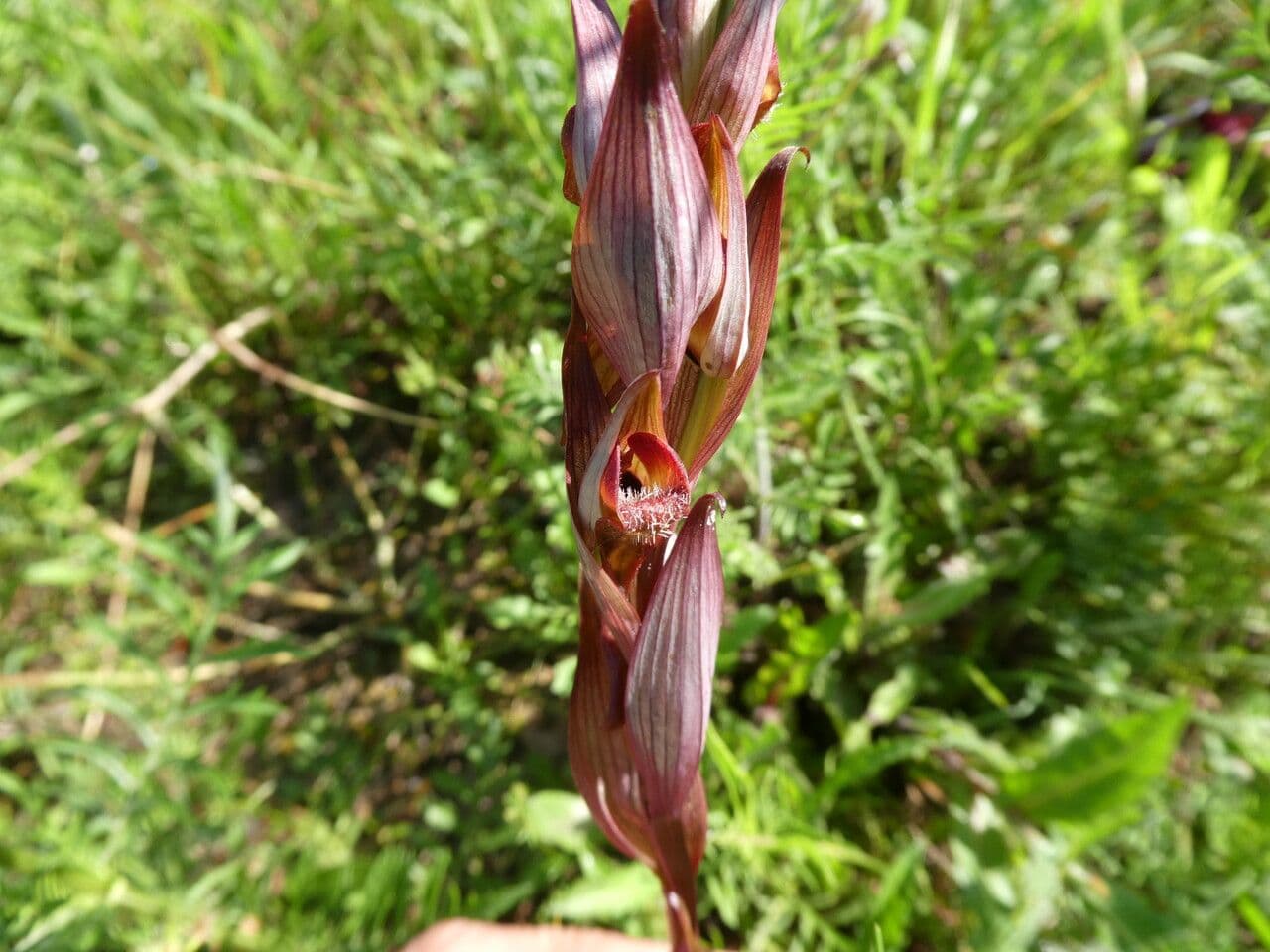 Serapiade vomeracea 14