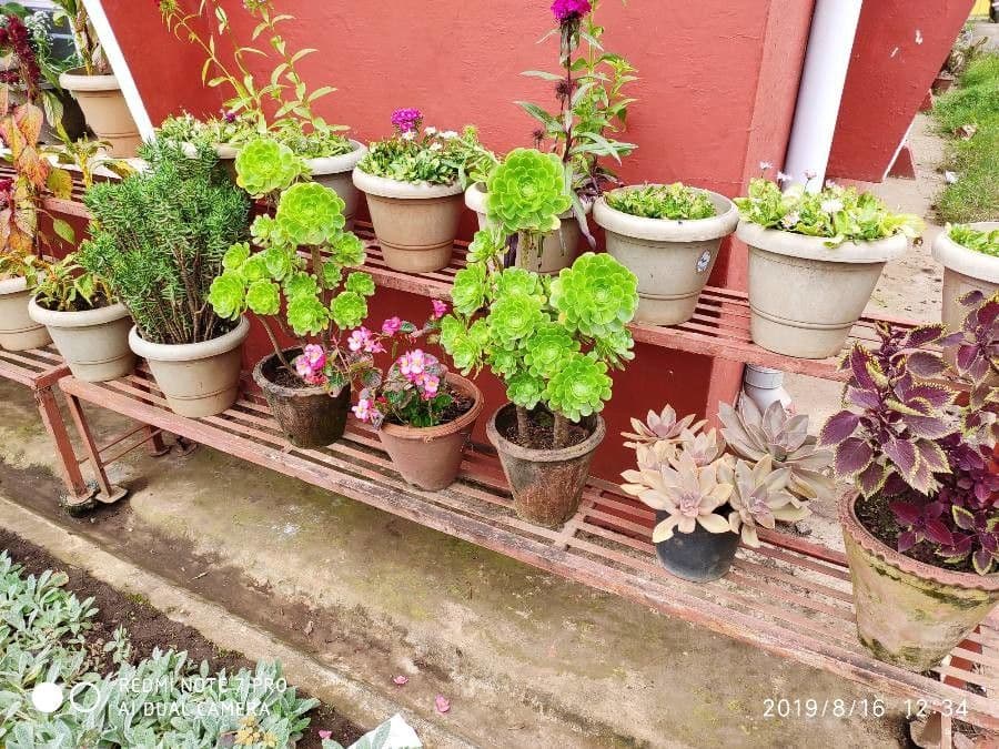 Aeonium 11
