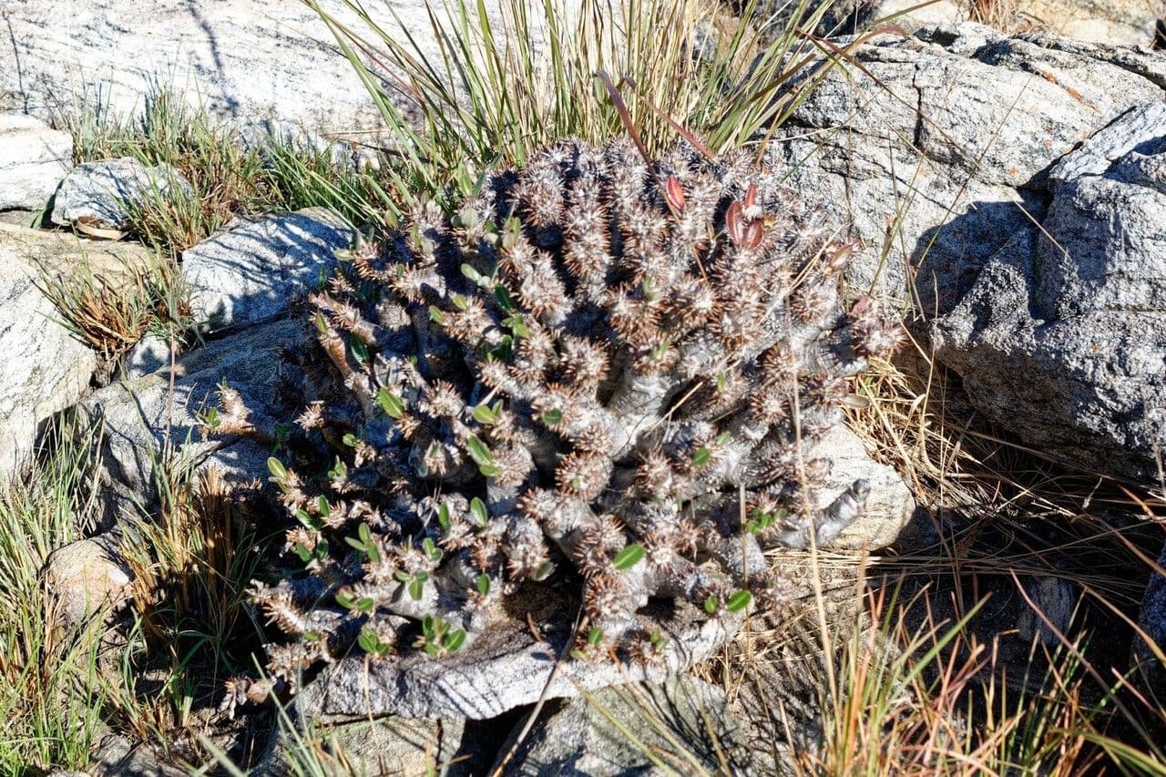 Pachypodium 11