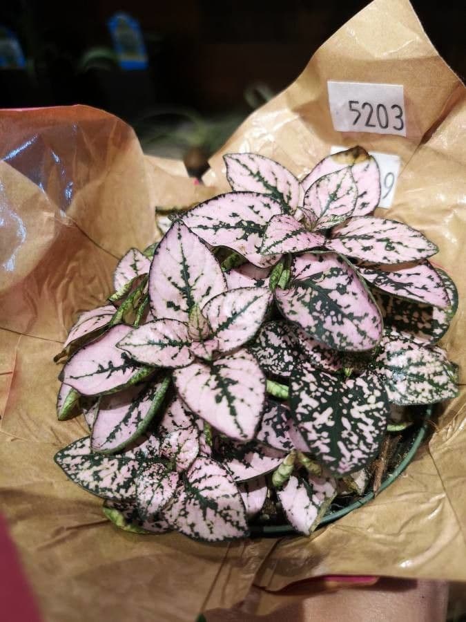 Hypoestes 17