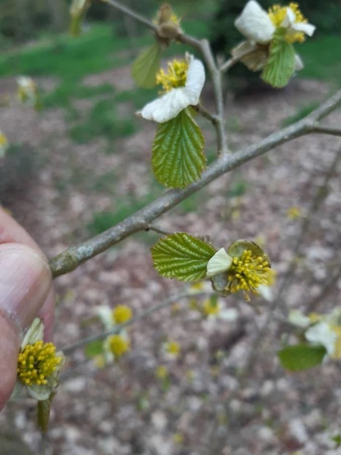 Jacquemonts Parrotiopsis 9