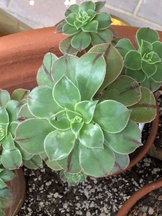 Aeonium 11