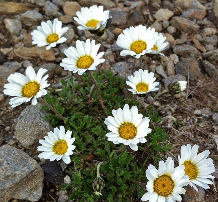 Alpen-Margerite 9