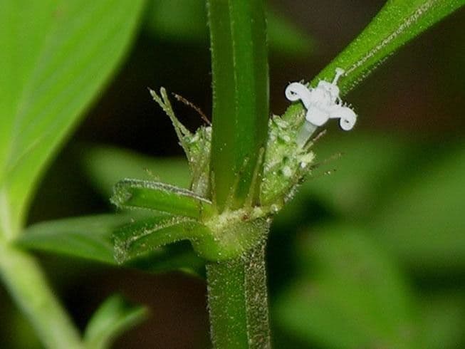 Spermacoce ocymifolia 6