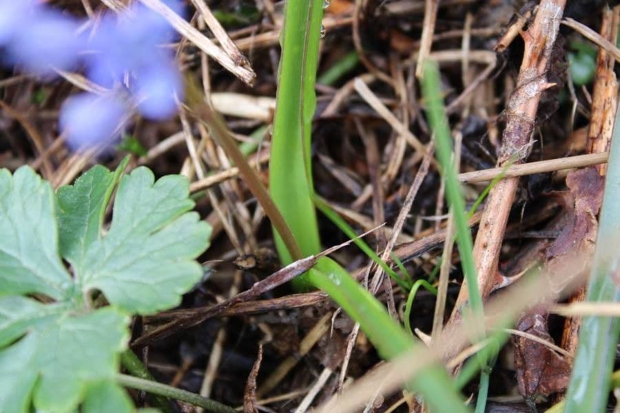Scilla silvestre 18