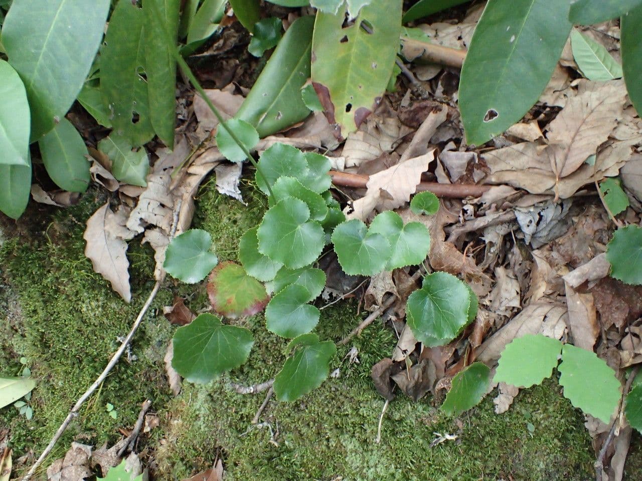 Galax urceolata 9