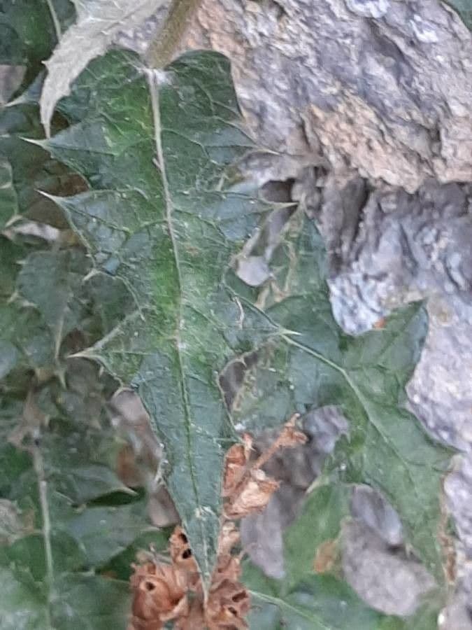 Great globe thistle 17