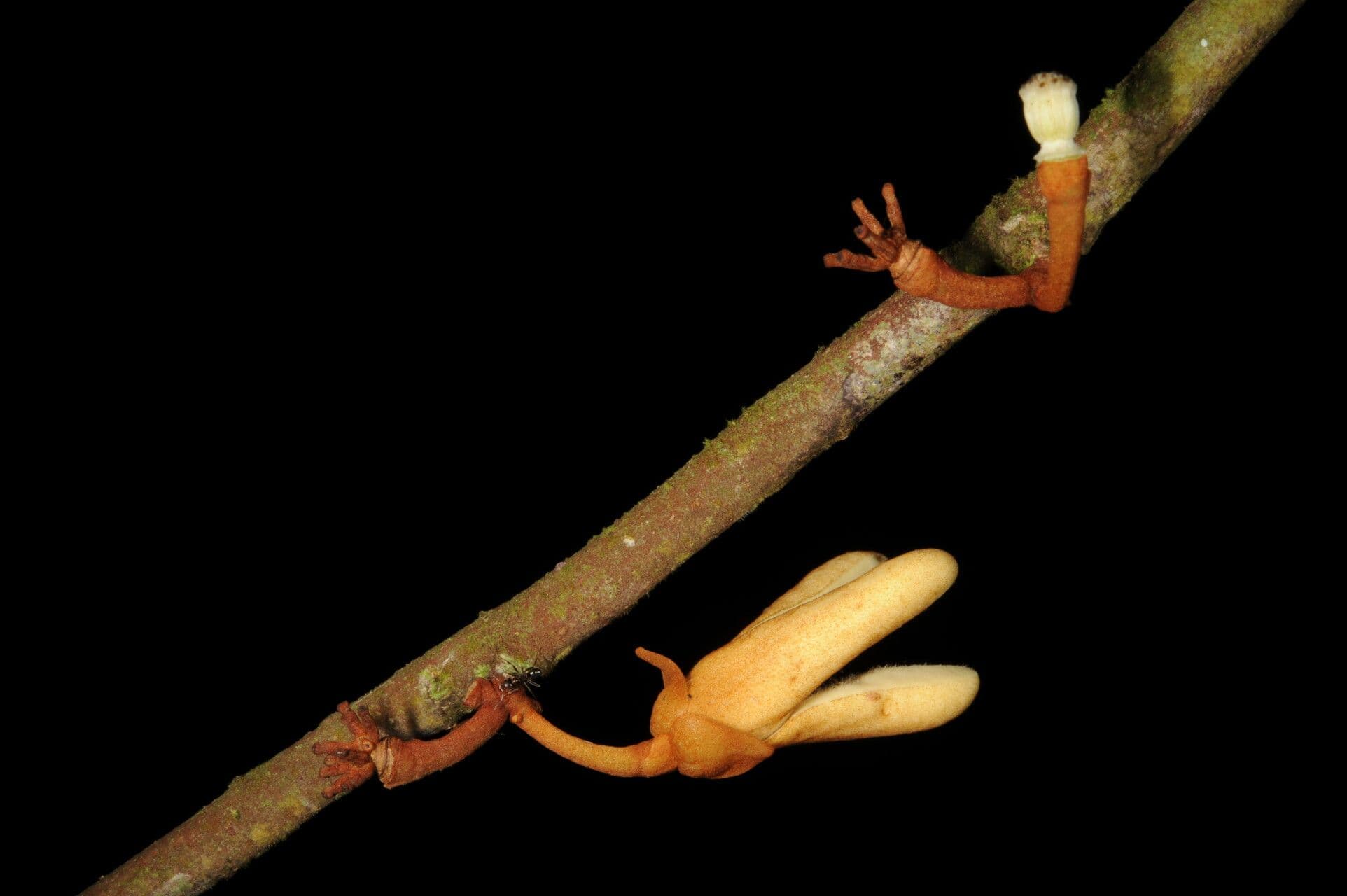 Dickblättrige Anaxagorea