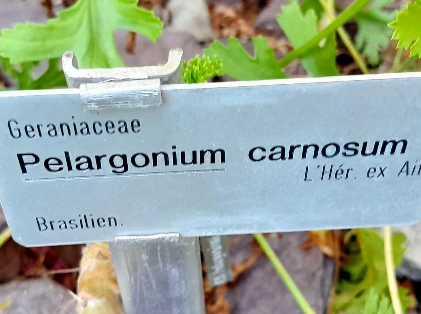 Mäsité pelargónium 14