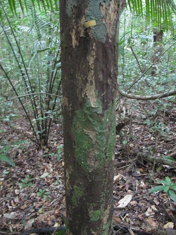 Chrysophyllum 4