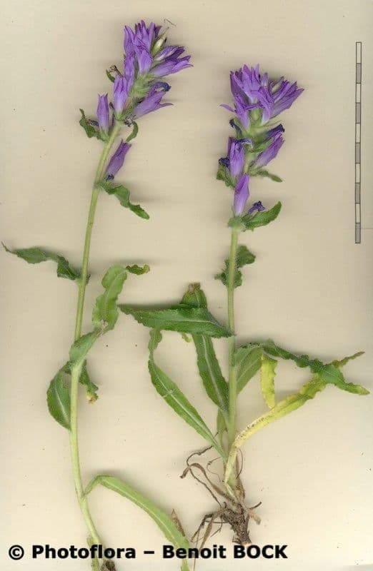 Campanula spigata 24
