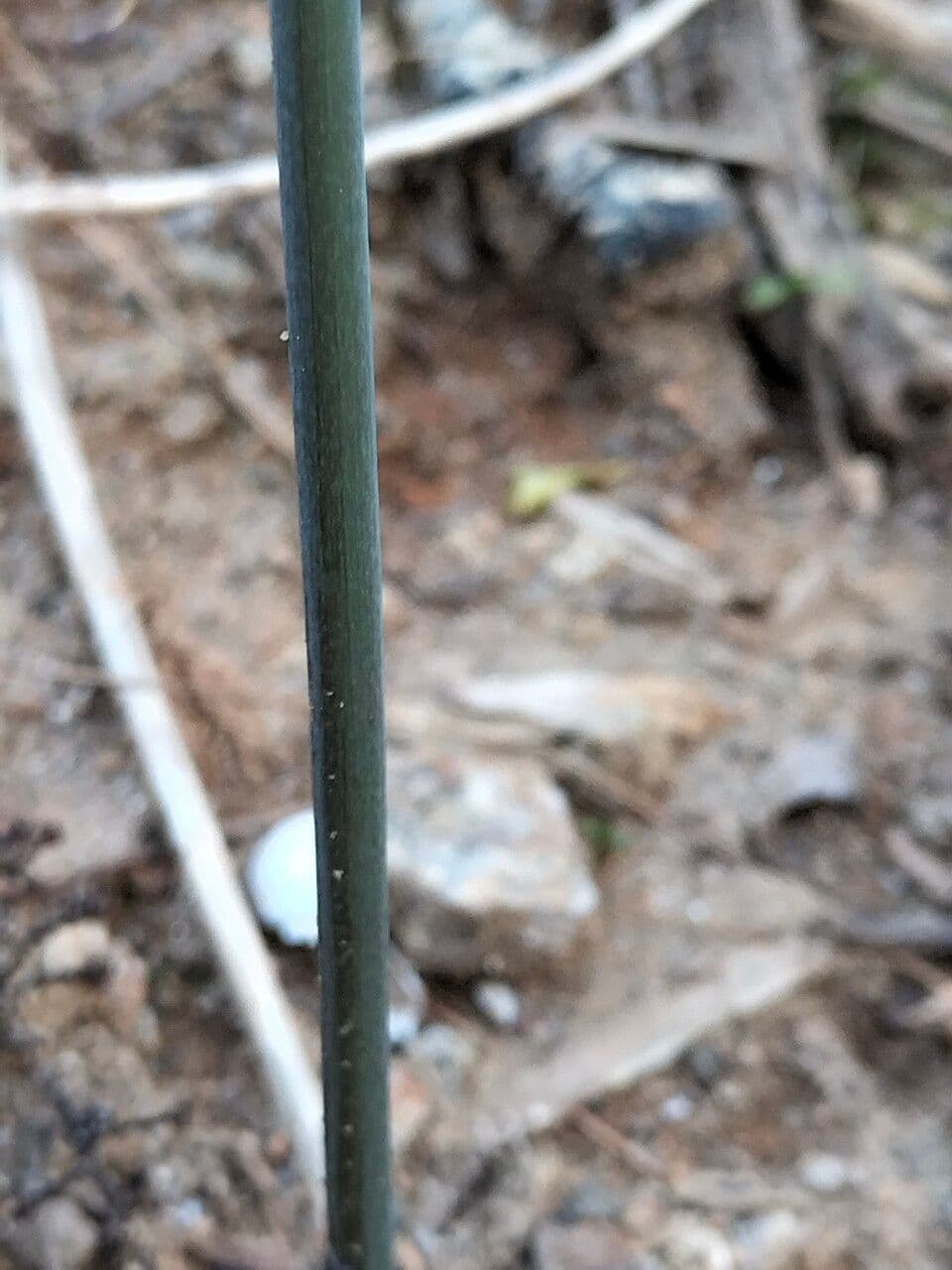 Sellosello pubescente 18