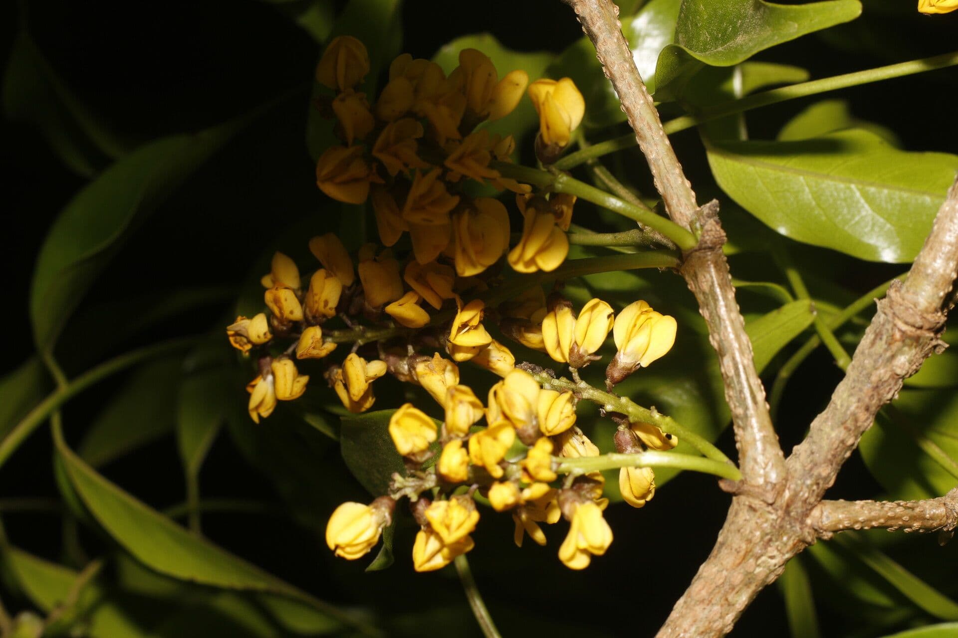 Platymiscium