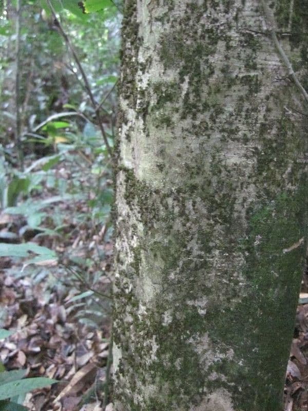 Leonia glycycarpa 7