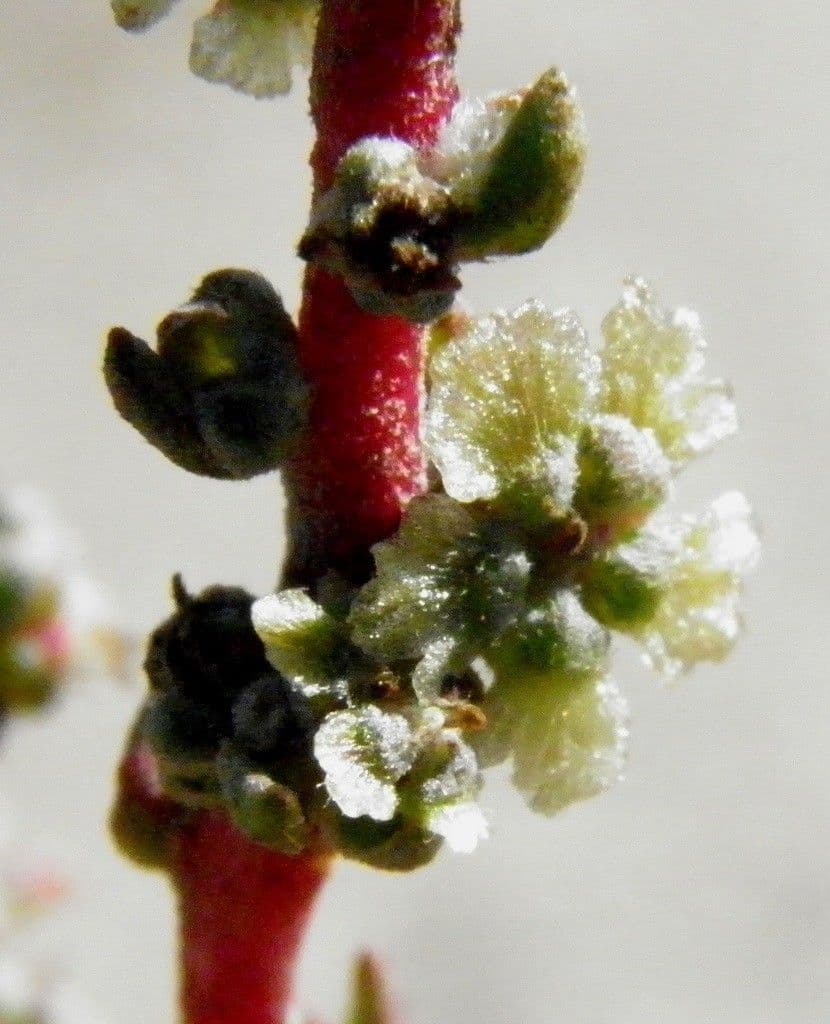 Bassia prostrata 8