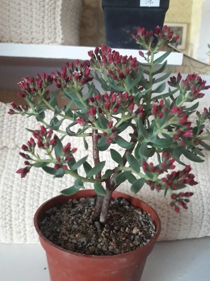 Crassula 8