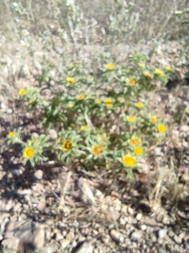 Asteriscus acquatico 21