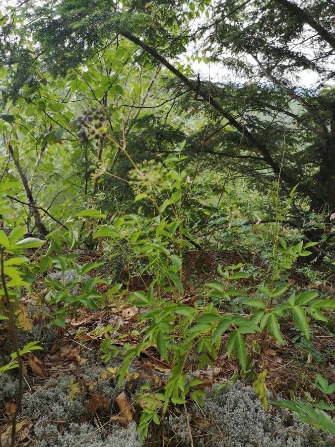 Aralia 20