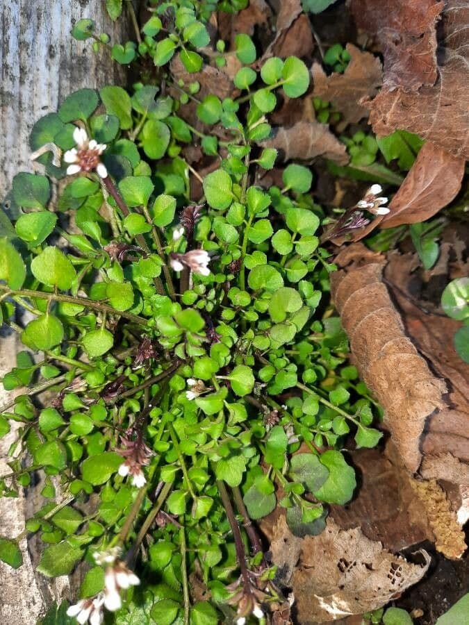 Cardamine flexueuse 7