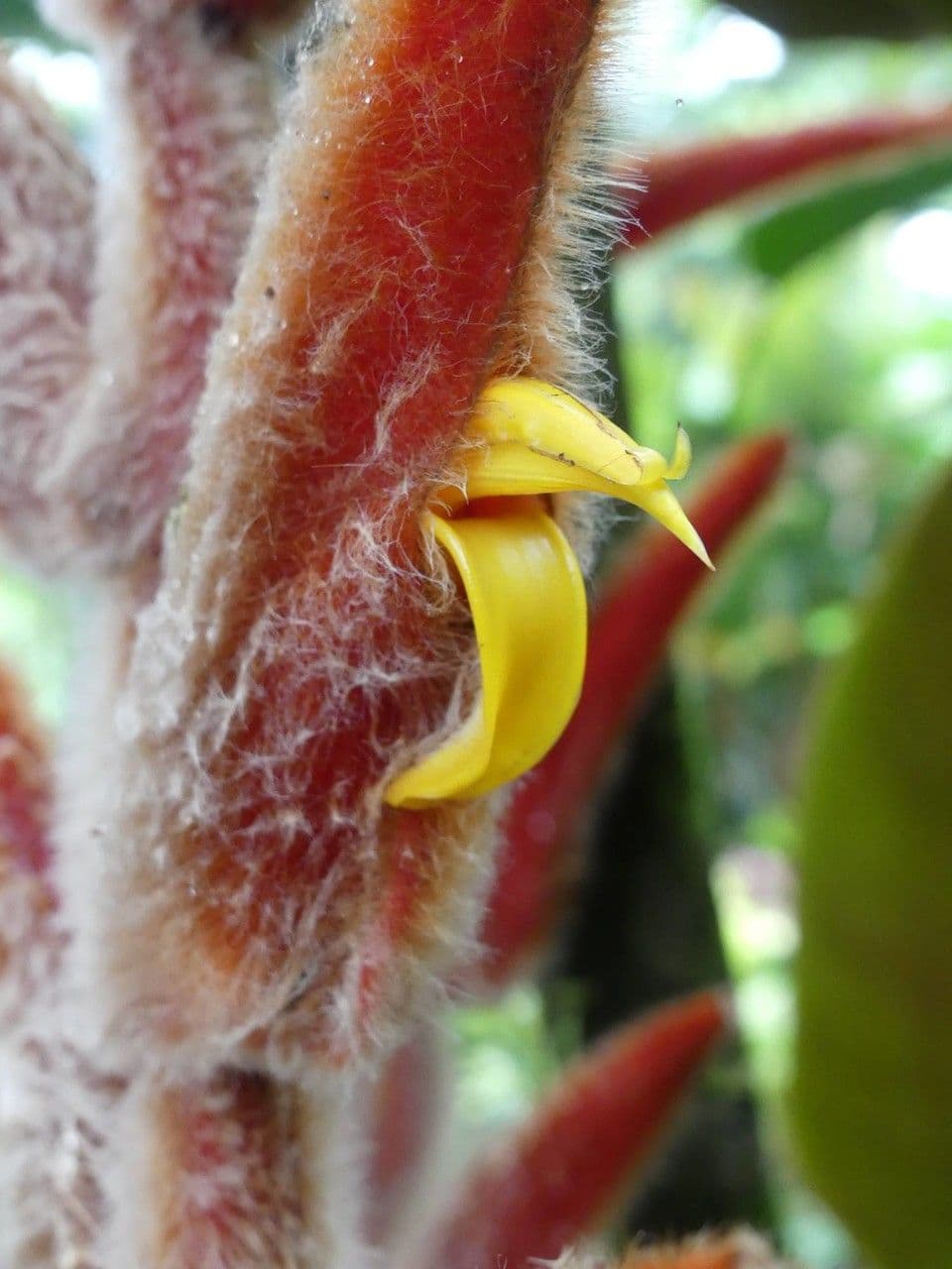 Heliconia 4