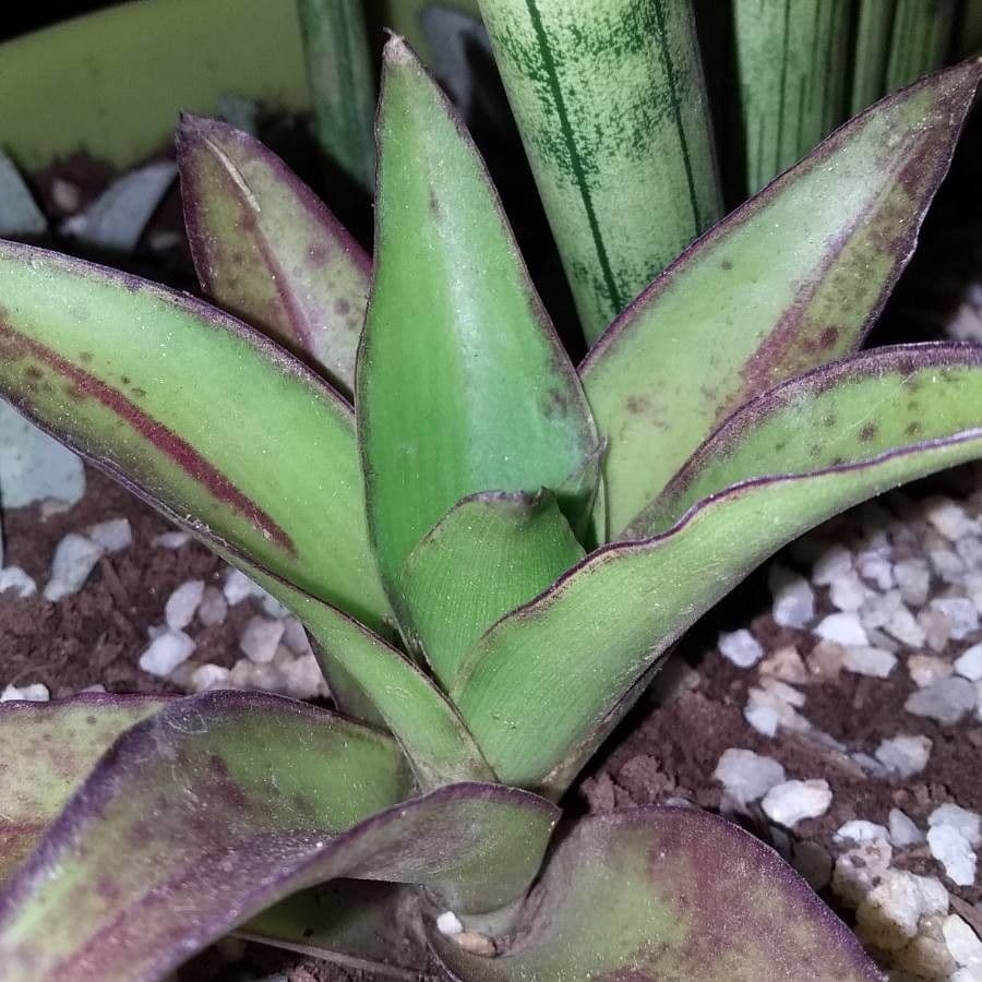 Callisia 21