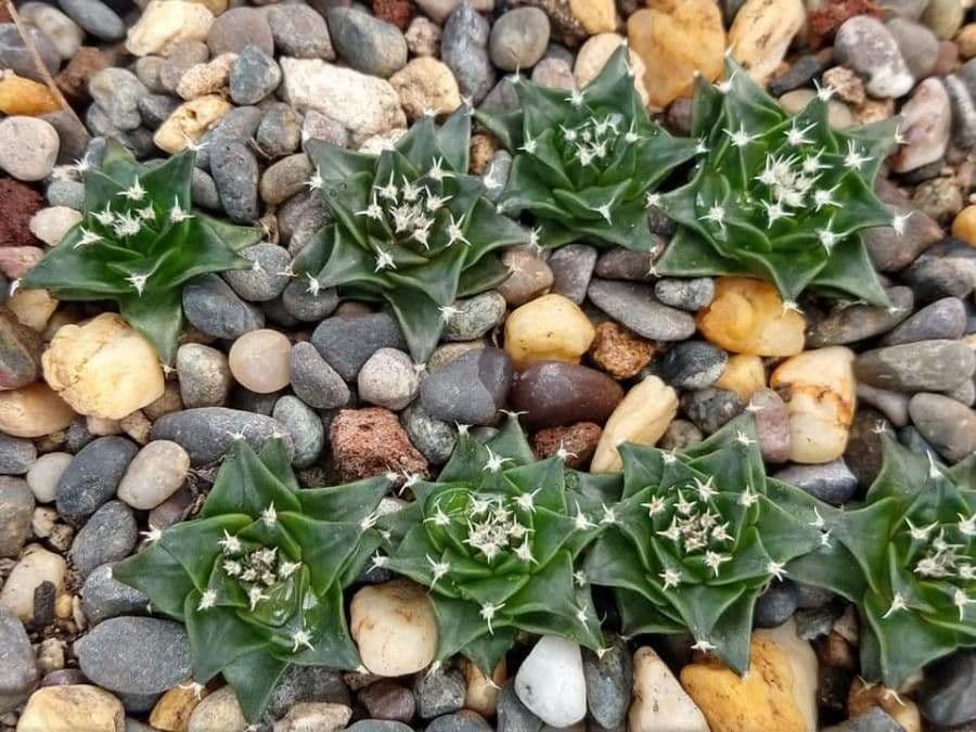 Cactus carciofo 5