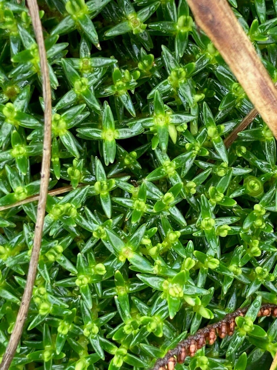 Arcytophyllum 2