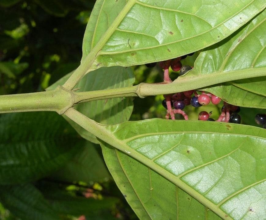 Miconia a tre nervature 4