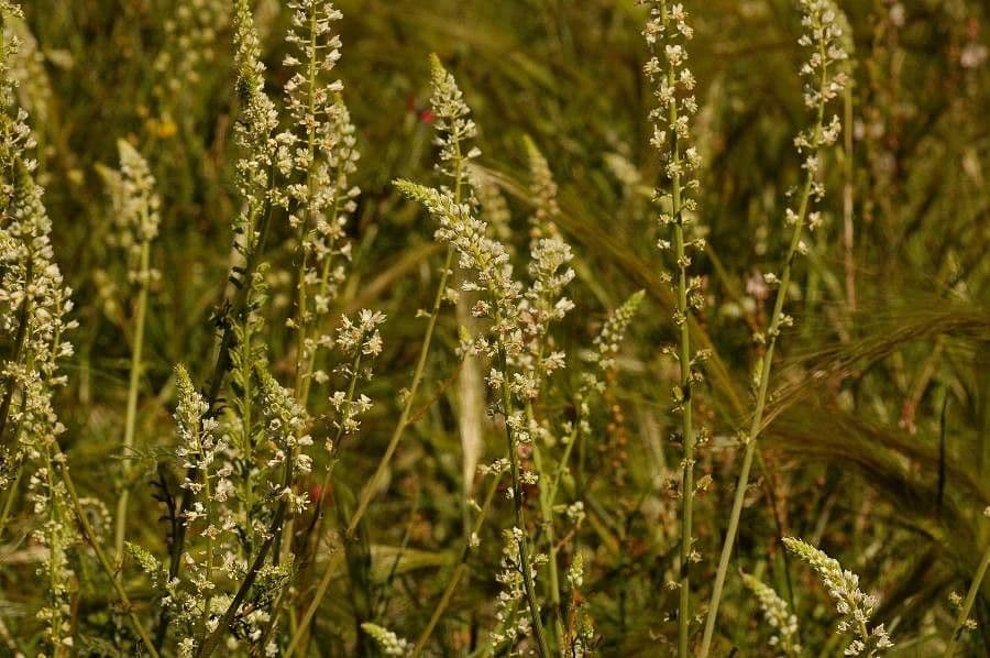 Reseda ondulata 6