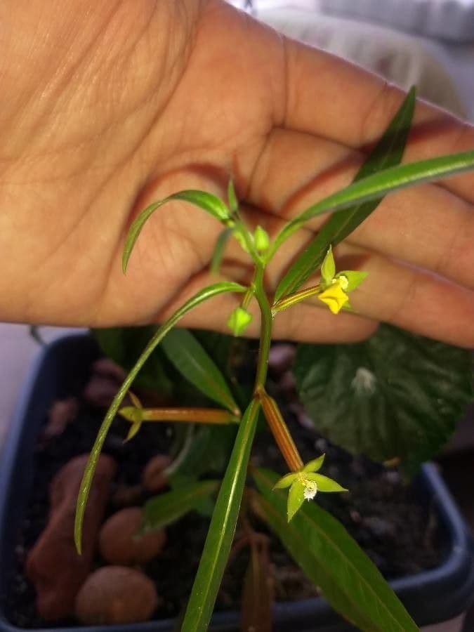 Ludwigia decurrente 14