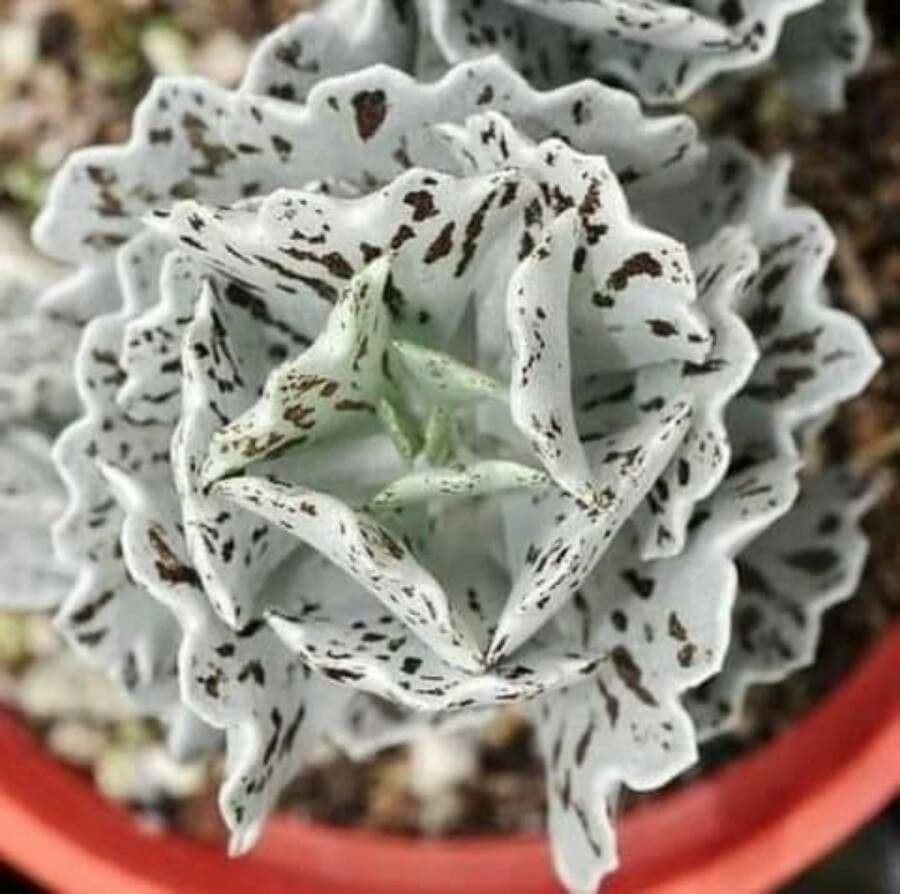 Kalanchoe romboidalna 13