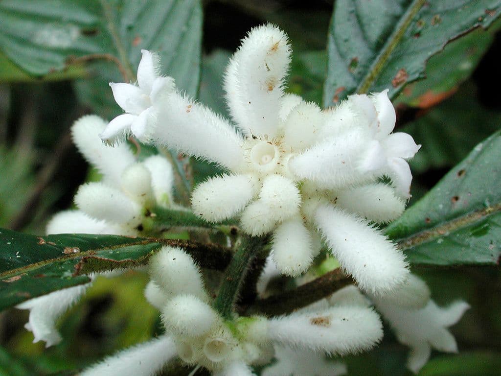 Psychotria 4
