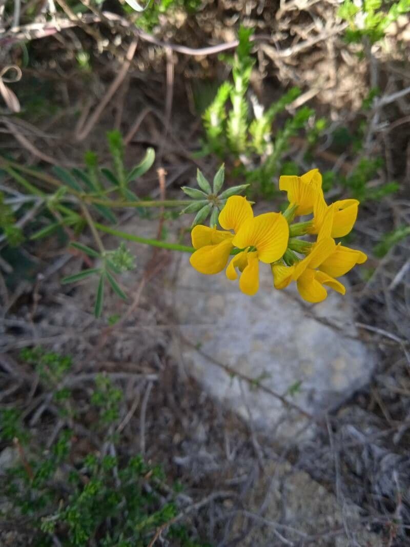 Hippocrepis
