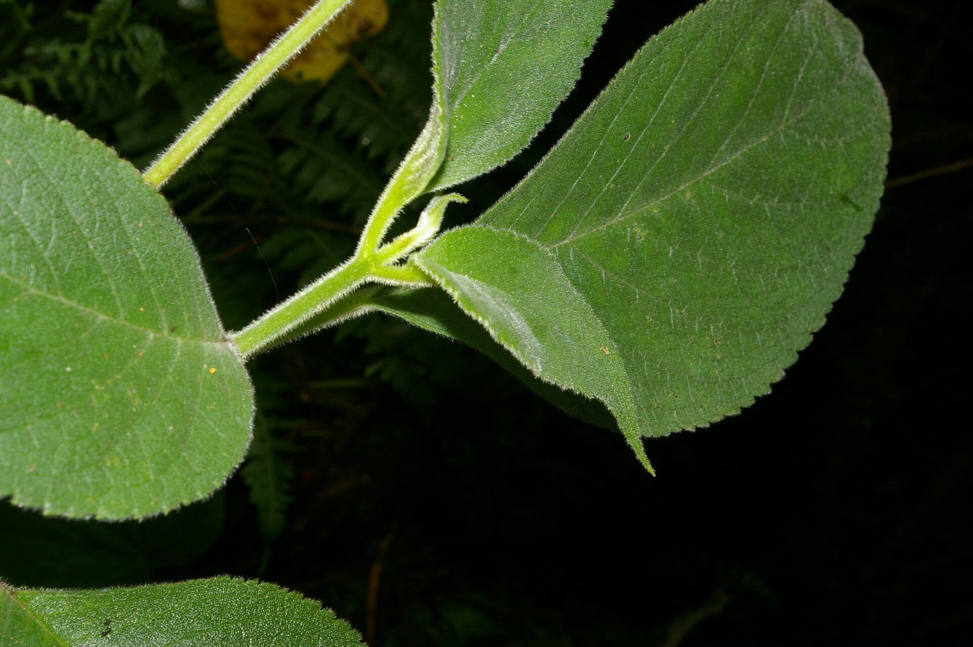 Kohleria 6