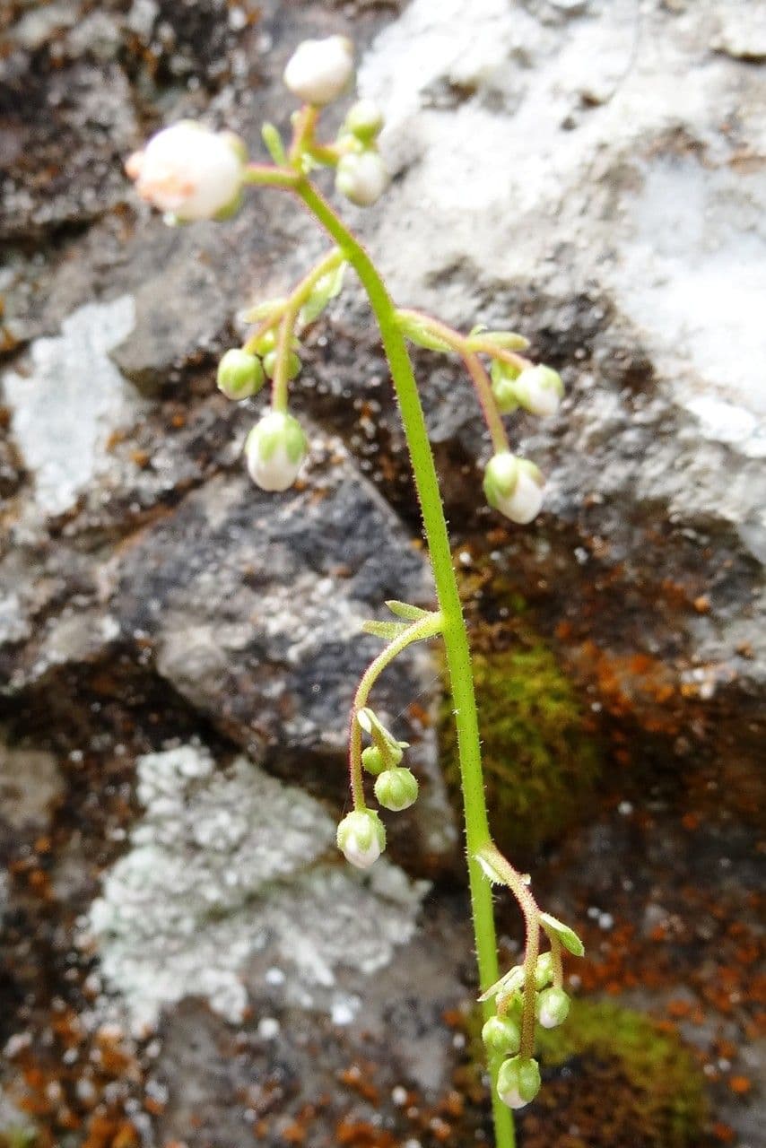 Steinbrech 10