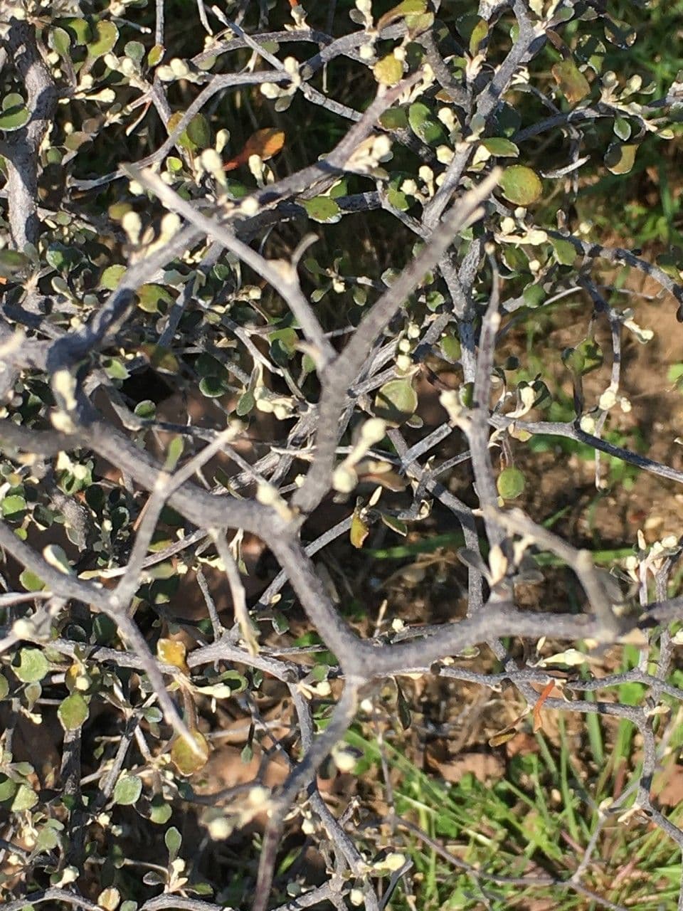 Corokia 24