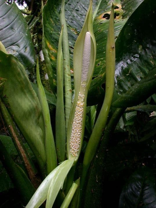 Dieffenbachia 29