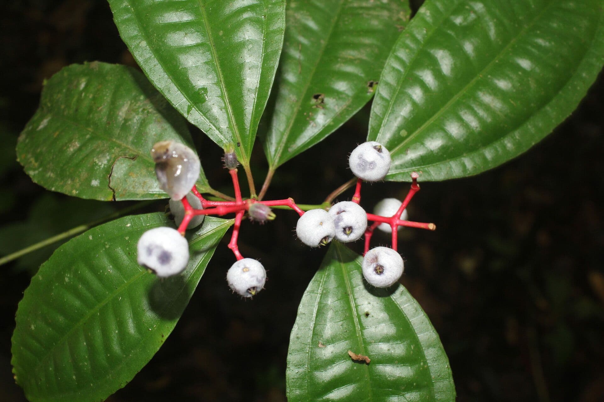 Miconia 6