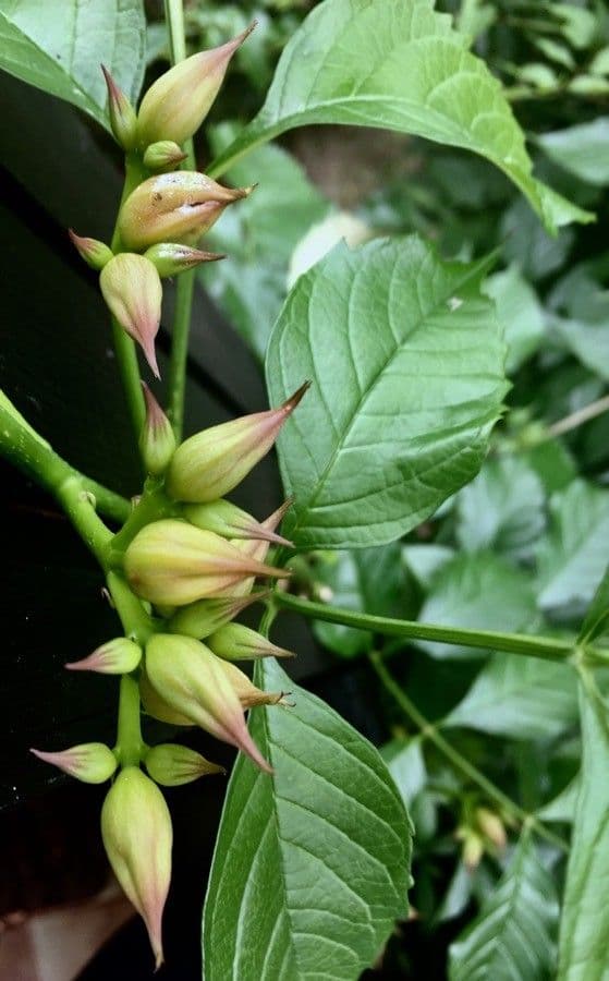 Bignonia cinese 27