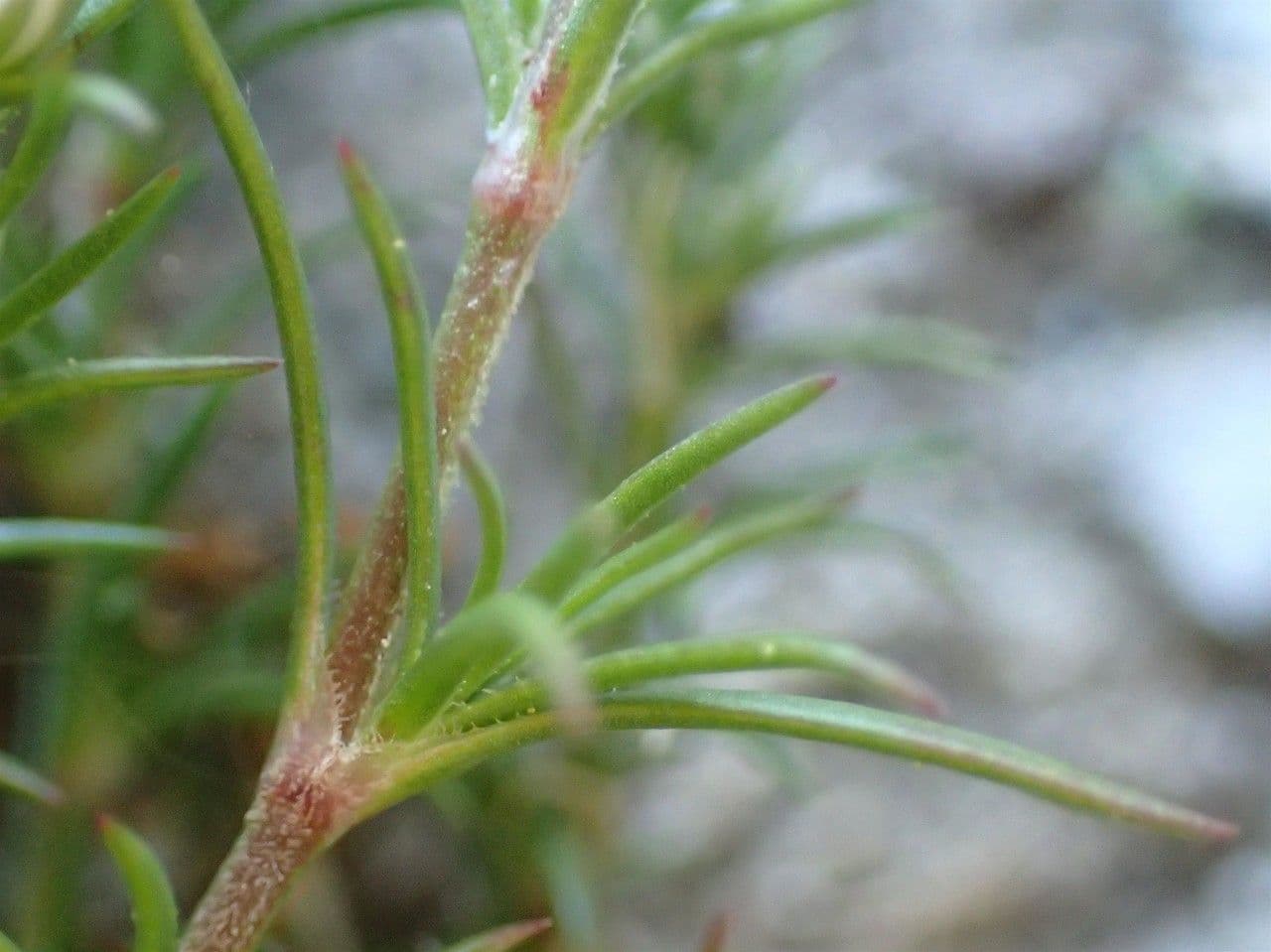Centonchio perenne 16