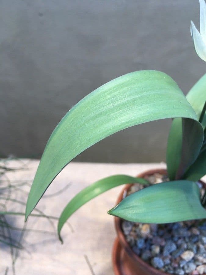 Tulipano 5