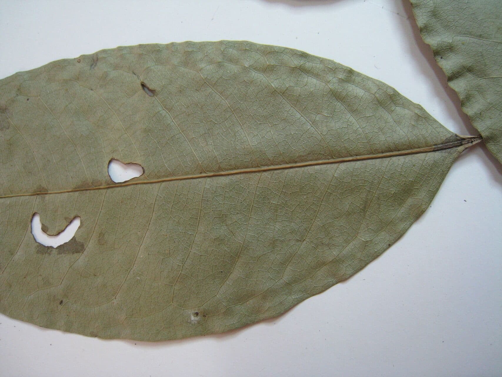 Eschweilera 3