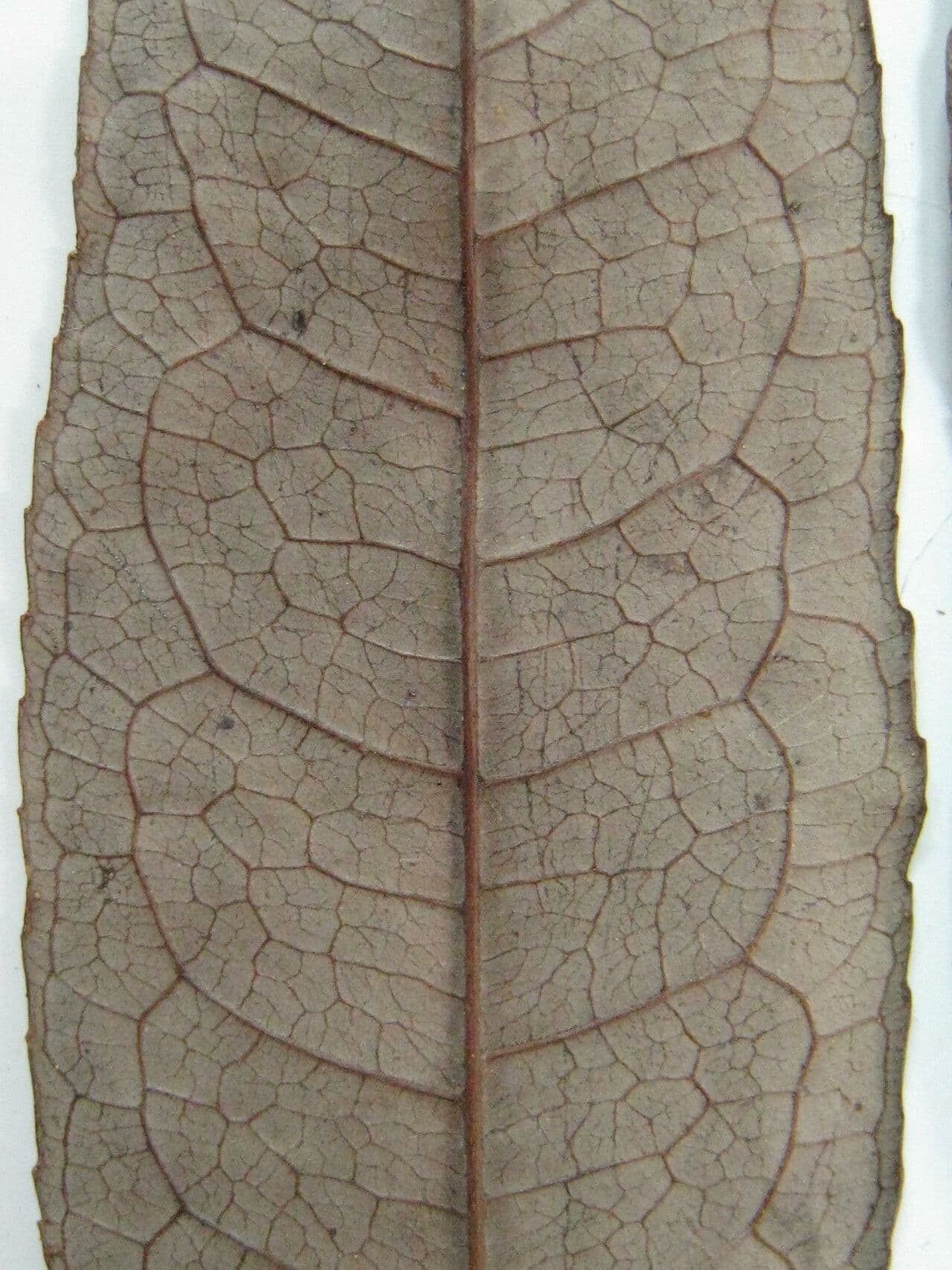 Mabea